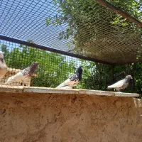 کله سرخ وکله سیاه وسینه قهوه ای