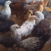 جوجه محلی سه ماهه