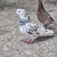 کبوتر سرول