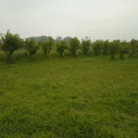 باغ انار