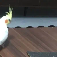 گمشده وپرداخت مژدگانی ۵ میلیون تومان