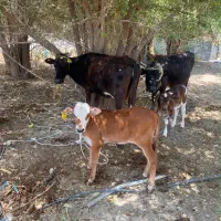 تعدادی گاو برای فروش موجود است
