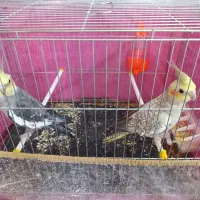 جفت عروس هلندی