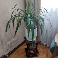 گل زیبای پاندانوس با گلدان زیبا