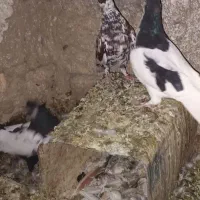 کفتر|پرنده|چناران, |دیوار