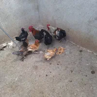 مرغ گلین