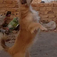 سگ پامر اشپیتز