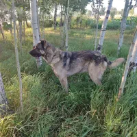 سگ سرابی