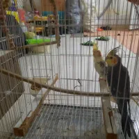 عروس هلندی نر وماده