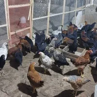 مرغ و خروس