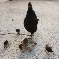 مرغ و جوجه محلی اصیل