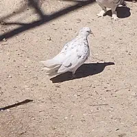 تعدادی کبوتر رنگی همه ماده