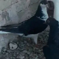 کفتر