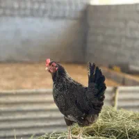 مرغ محلی تخم گذار