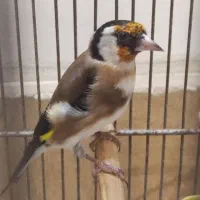 سهره نر رسمی جوجه قفس قرص بخون
