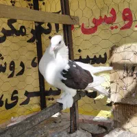 کبوتر فروشی