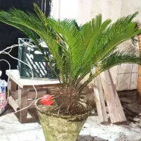 سیکاس ده ساله