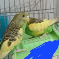 مرغ عشق