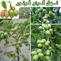 نهالستان بهارنهال