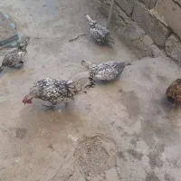 تخمه مرع نطفه دار