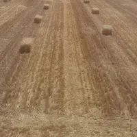 پرس گندم پر خوشه