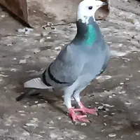 کفتر پرشی قلدر