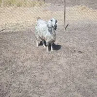 بز جوان