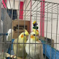 عروس هلندی ماده
