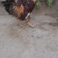 مرغ وخروس