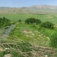 گله میش موعدی ایسونم باسند ملکی