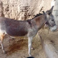 الاغ|حیوانات مزرعه|لاران, |دیوار