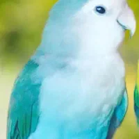 مولد این دو رنگ گران نخرید جفتی 1700