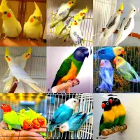 عروس هلندی برزیلی سنگال با شناسنامه سلامتی تضمینی
