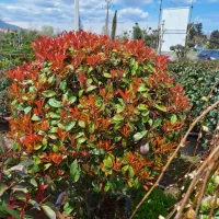 گل و گیاه ( یاس هلندی ، فوتونیا ، شمشاد ، ستاره ای