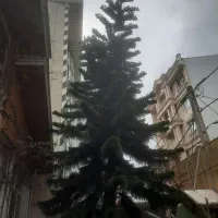 کاج مطبق
