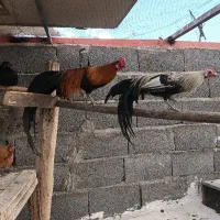 تخم مرغ نطفه دار و جوجه ۳ماهه