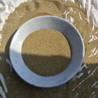 بذر شبدر چهار چین ، شبدر چین دوم هم موجوده
