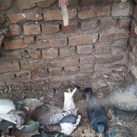 کفتر|پرنده|بیرجند, |دیوار