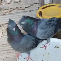 جفت سبز آبادانی مقطوع2500 معاوضه با سیاه نر خوب
