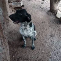 سگ شکاری اصیل