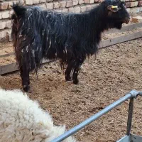 بز با بزغاله ماده