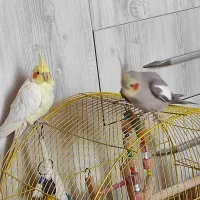 عروس هلندی جفت