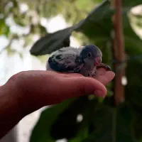 طوطی راهب۱ماهه