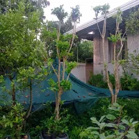 گل وگیاه قیمت مناسب در ساری