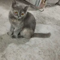 گربه اسکاتیش