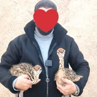جوجه شترمرغ - ارسال سراسر کشور - مشاوره رایگان
