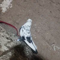 حیون بشرت پرش و جوجه