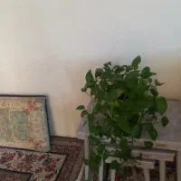همخانه خانم