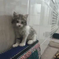 سلام یک گربه نرکوچلو دستی