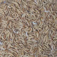 میلورم زنده